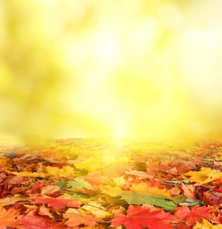 خرید و دانلود عکس Nature-Part-19 کد 35952 | پیک فاکس | Pic Fox