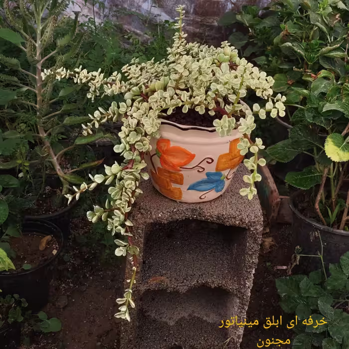 گل خرفه ای ابلق مینیاتور  مجنون 