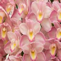 خرید و دانلود عکس Orchid flower کد 38150 | پیک فاکس | Pic Fox
