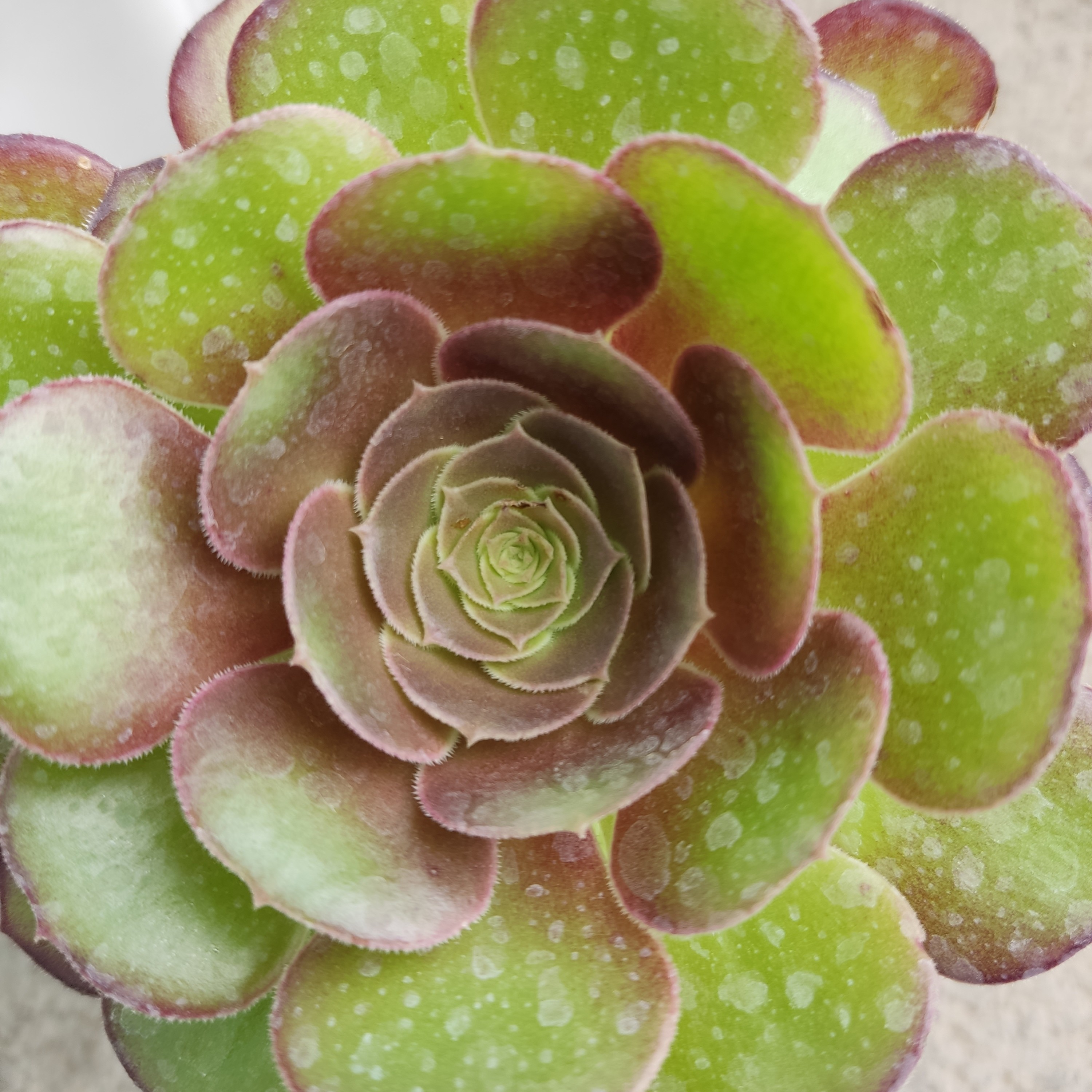 آئونیوم سبز   گلدان متوسط پلاستیکی سایز 15  با ارتفاع 30سانت