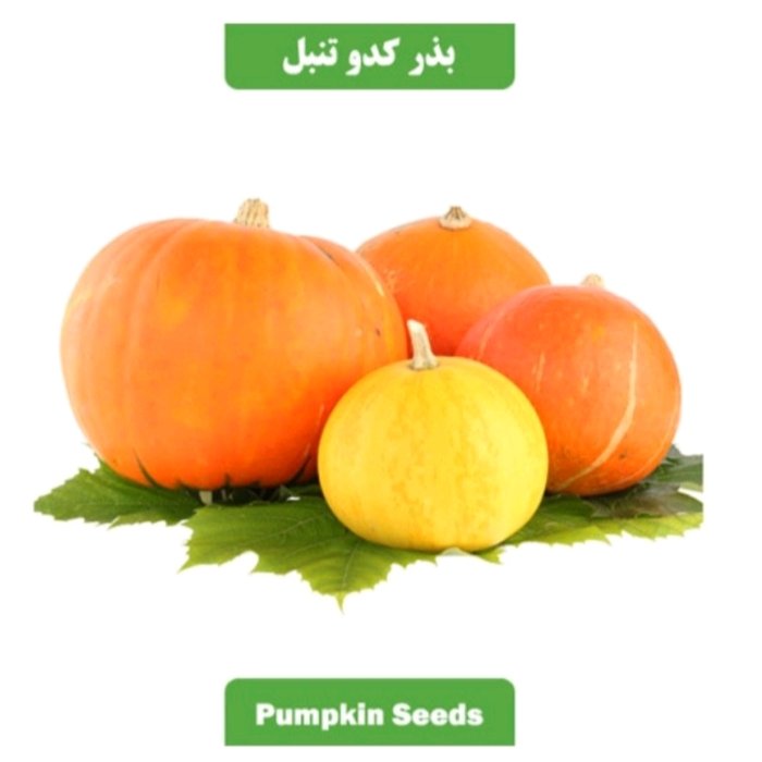 بذر کدو تنبل عطار بانو