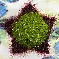 اسکاچ مدل گل پنج پر بافته شده از با کیفیت ترین نخ پوشالی رنگ بندی موجود است