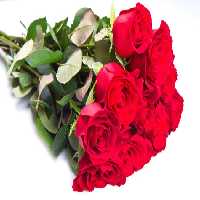 خرید و دانلود عکس Rose کد 42356 | پیک فاکس | Pic Fox