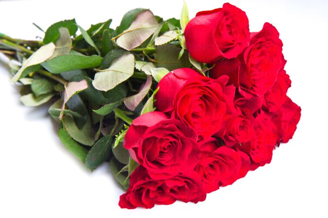 خرید و دانلود عکس Rose کد 42356 | پیک فاکس | Pic Fox