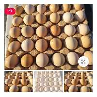 تخم مرغ رسمی (پس کرایه)