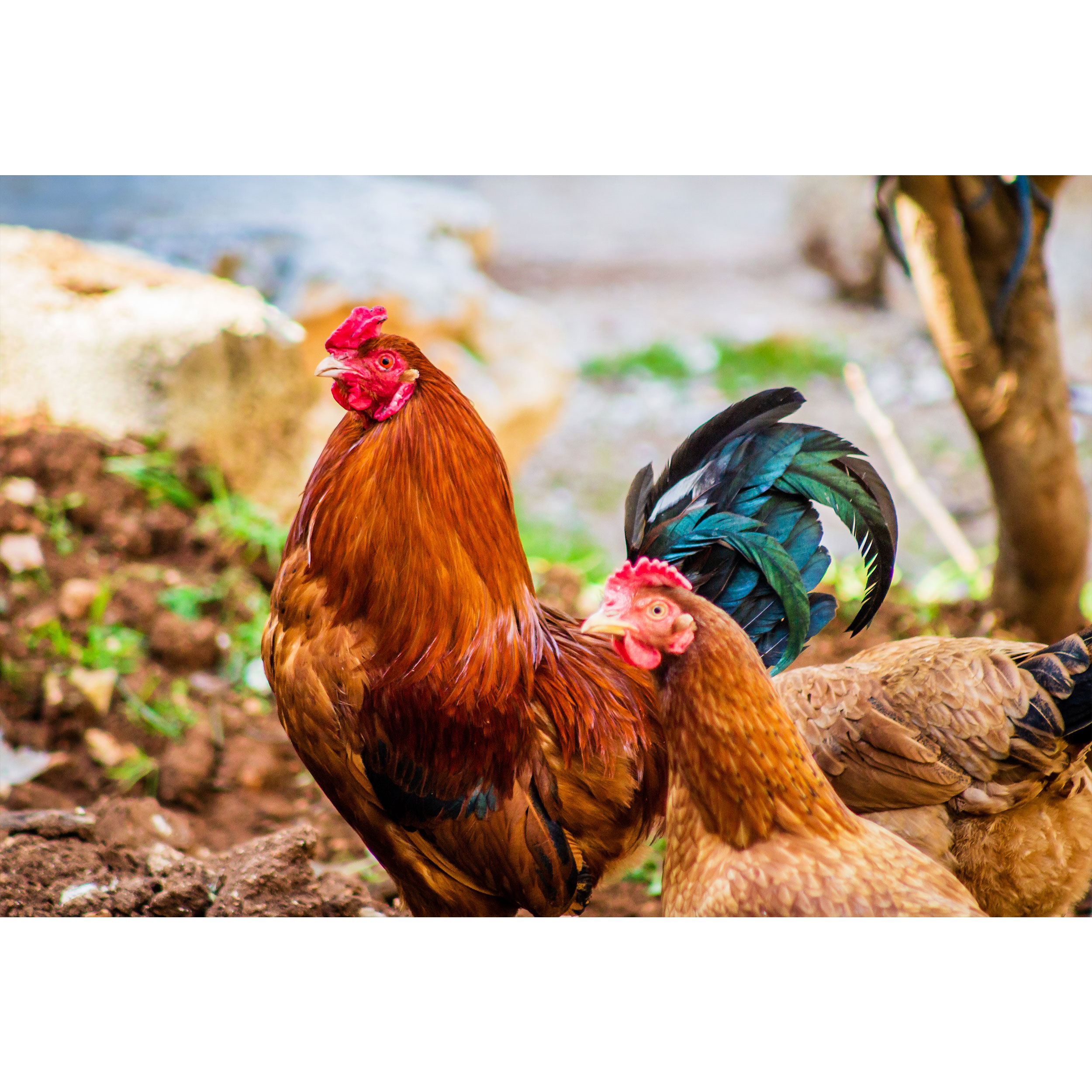 تابلو شاسی طرح خروس و مرغ مدل T1713