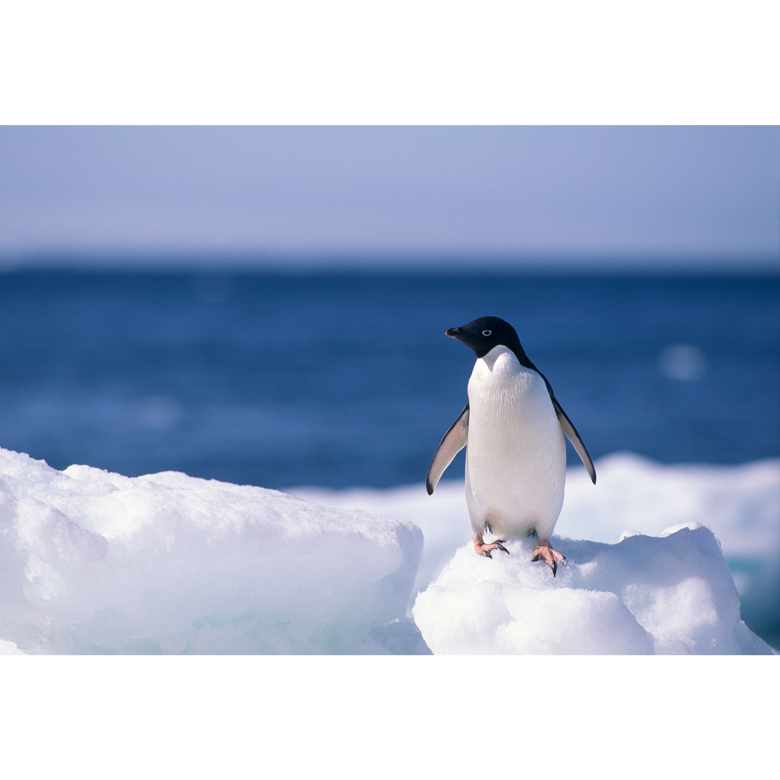 تابلو شاسی طرح برف و پنگوئن مدل T2049