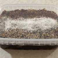 حلوا خرمایی با مغز گردو و تزیین کنجد و نارگیل 300گرمی 