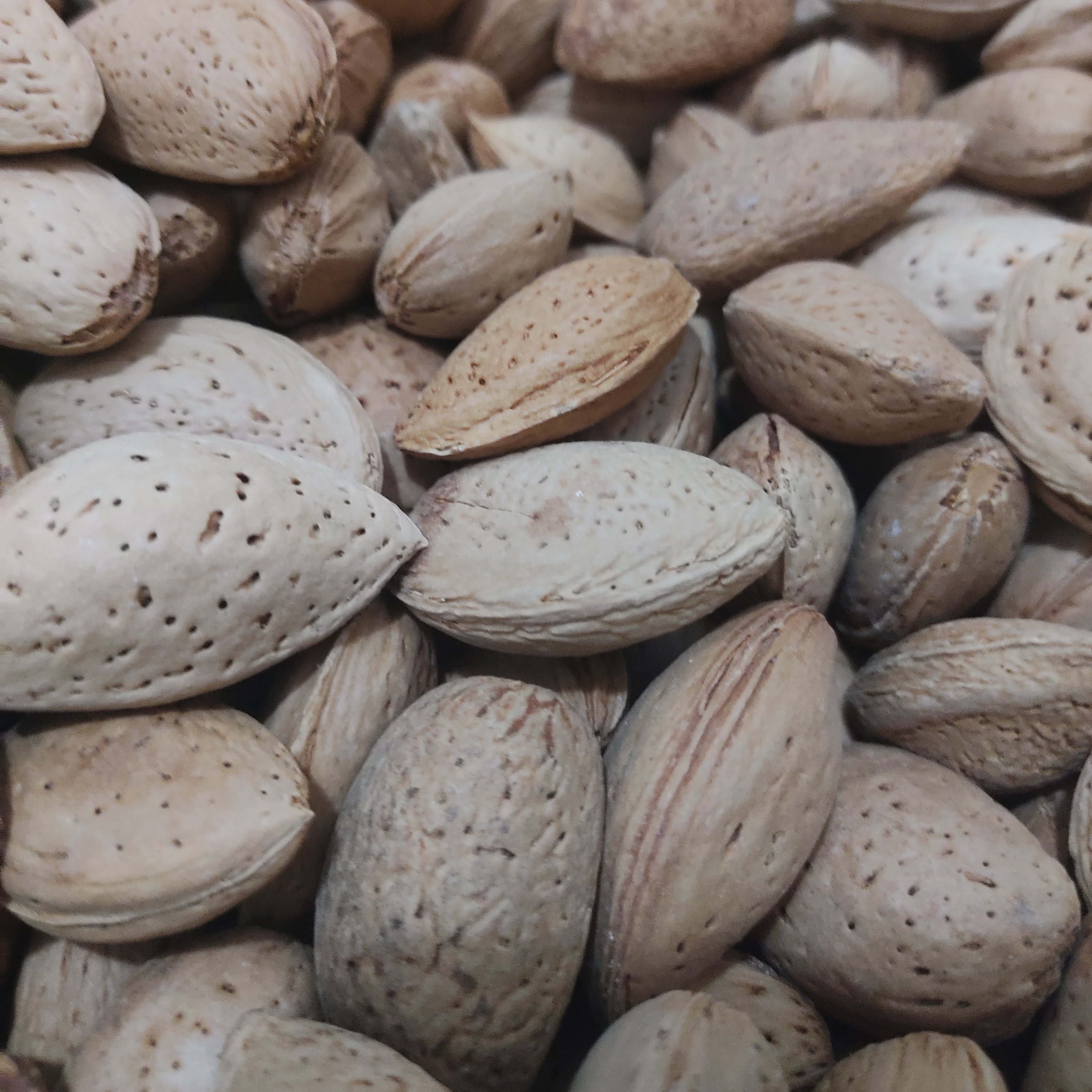 بادام درختی شیرین تازه یک کیلوگرمی