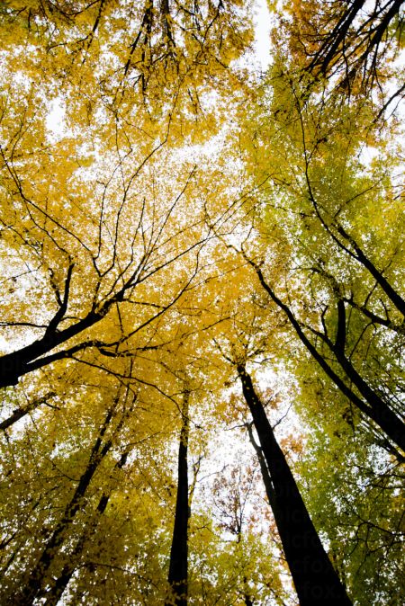 خرید و دانلود عکس Nature-Part-20 کد 36014 | پیک فاکس | Pic Fox