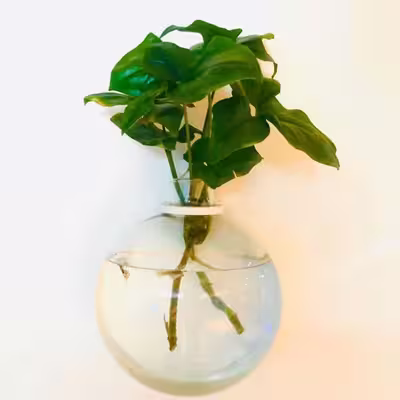گلدان دکوری مدل دیواری شیشه ای مجموعه 2 عددی