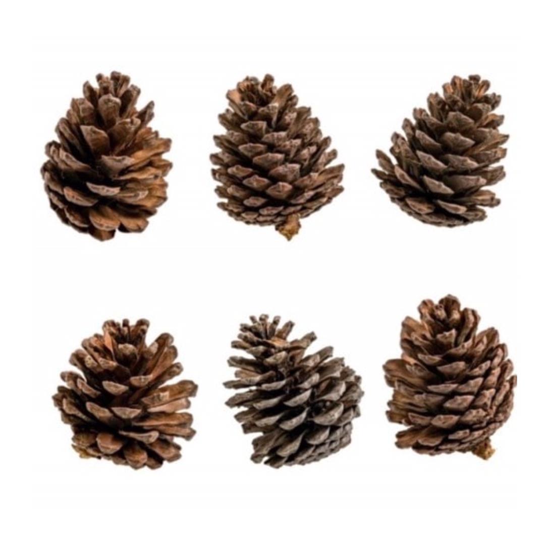 میوه تزیینی مدل کاج کد 7431834 بسته 6 عددی .