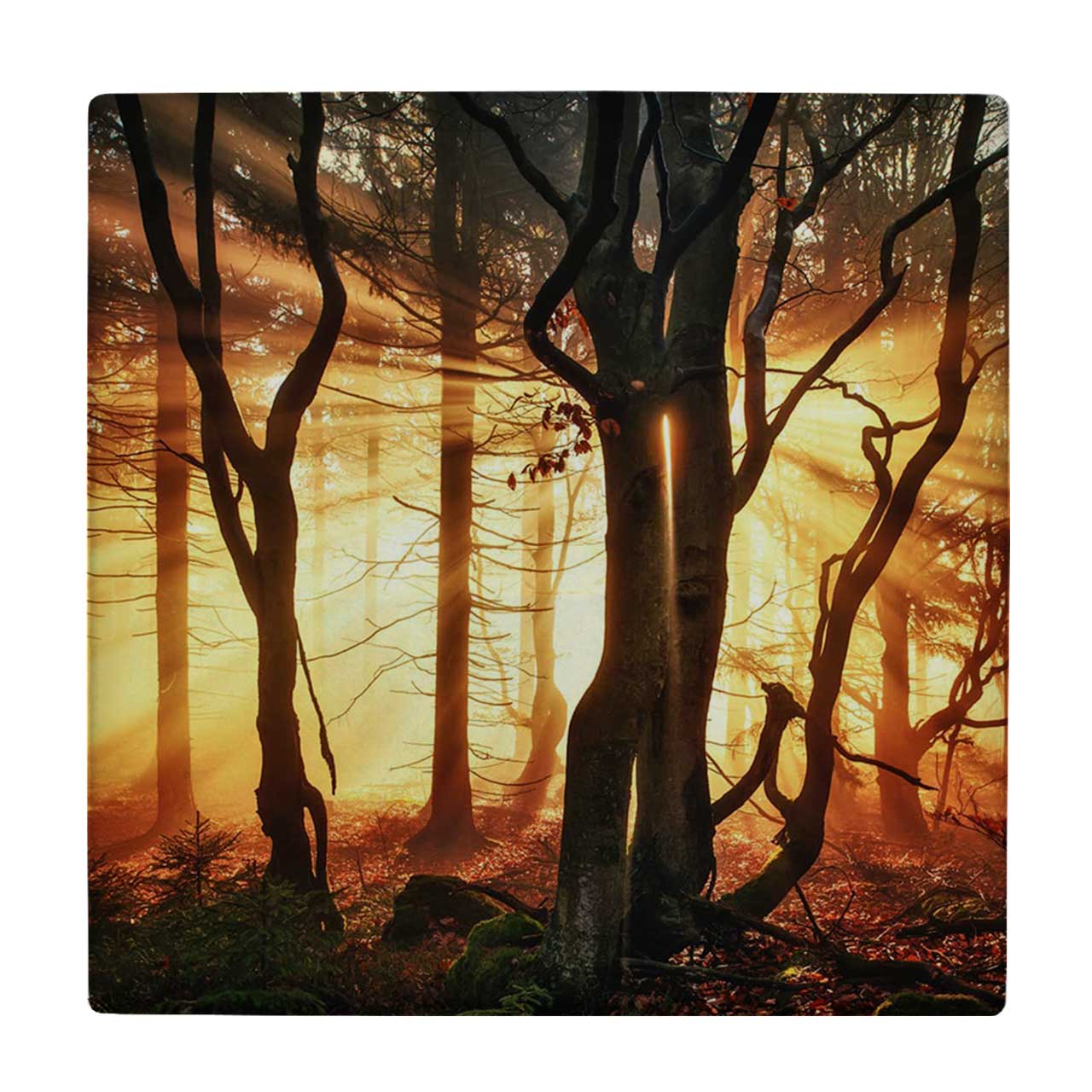  کاشی کارنیلا طرح جنگل پاییزی کد wkk788