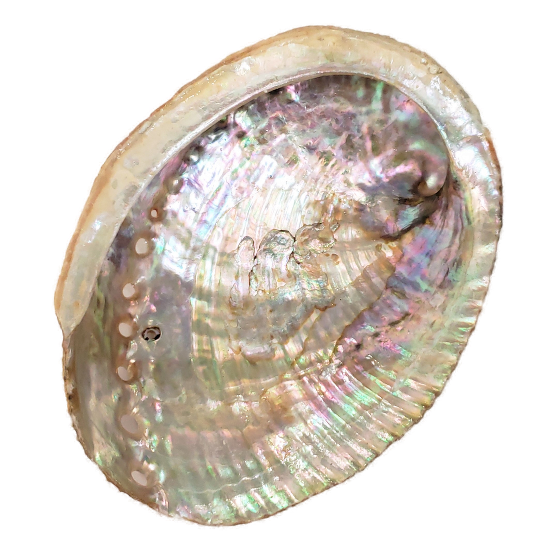 دکوری مدل صدف طرح هفت رنگ