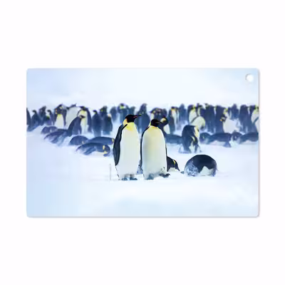 برچسب پوششی ماهوت مدل Penguin مناسب برای تبلت سونی Xperia Z2 Tablet LTE 2014