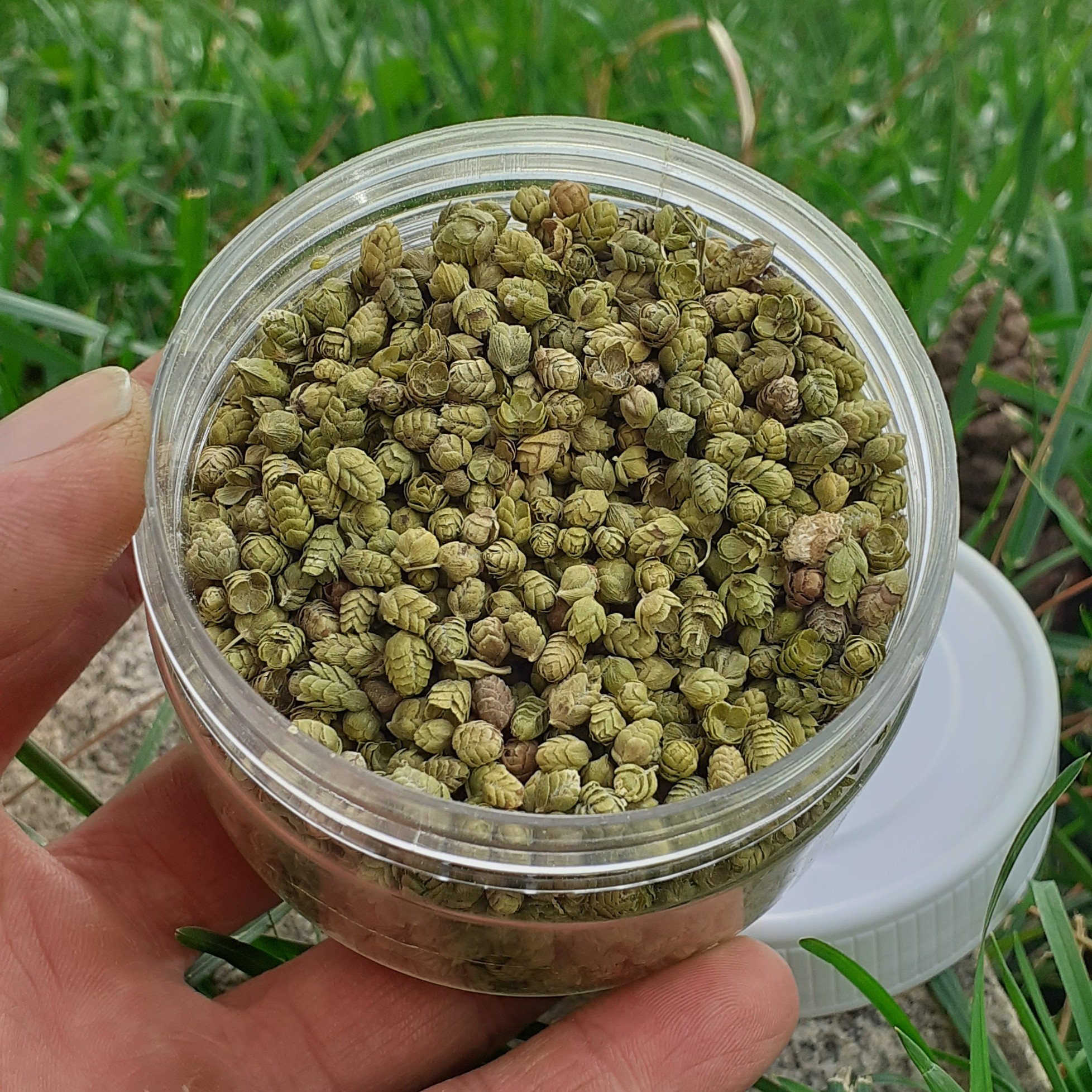 گل اورگانو  75 گرمی 