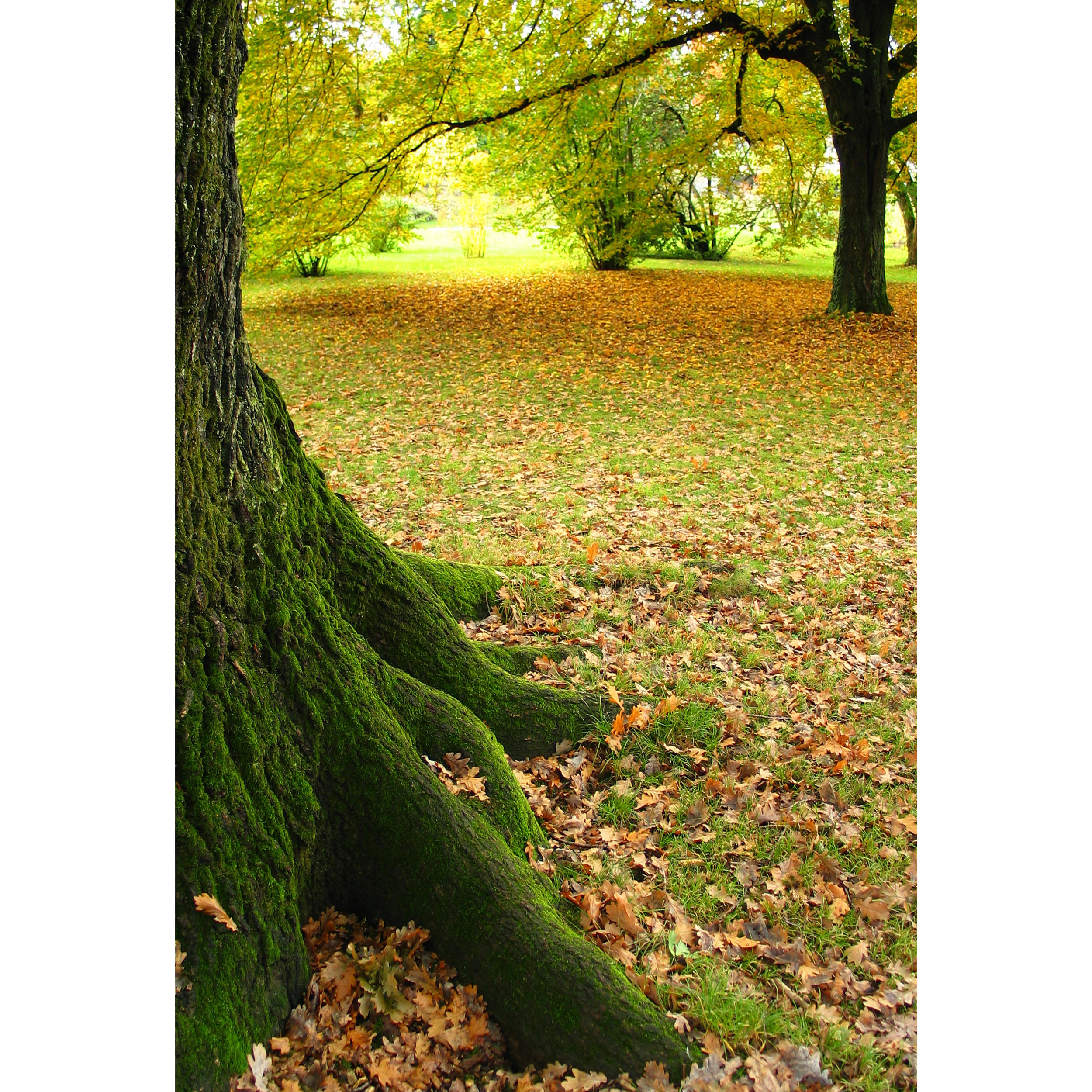 تابلو شاسی مدل درخت و برگ پاییزی T7046