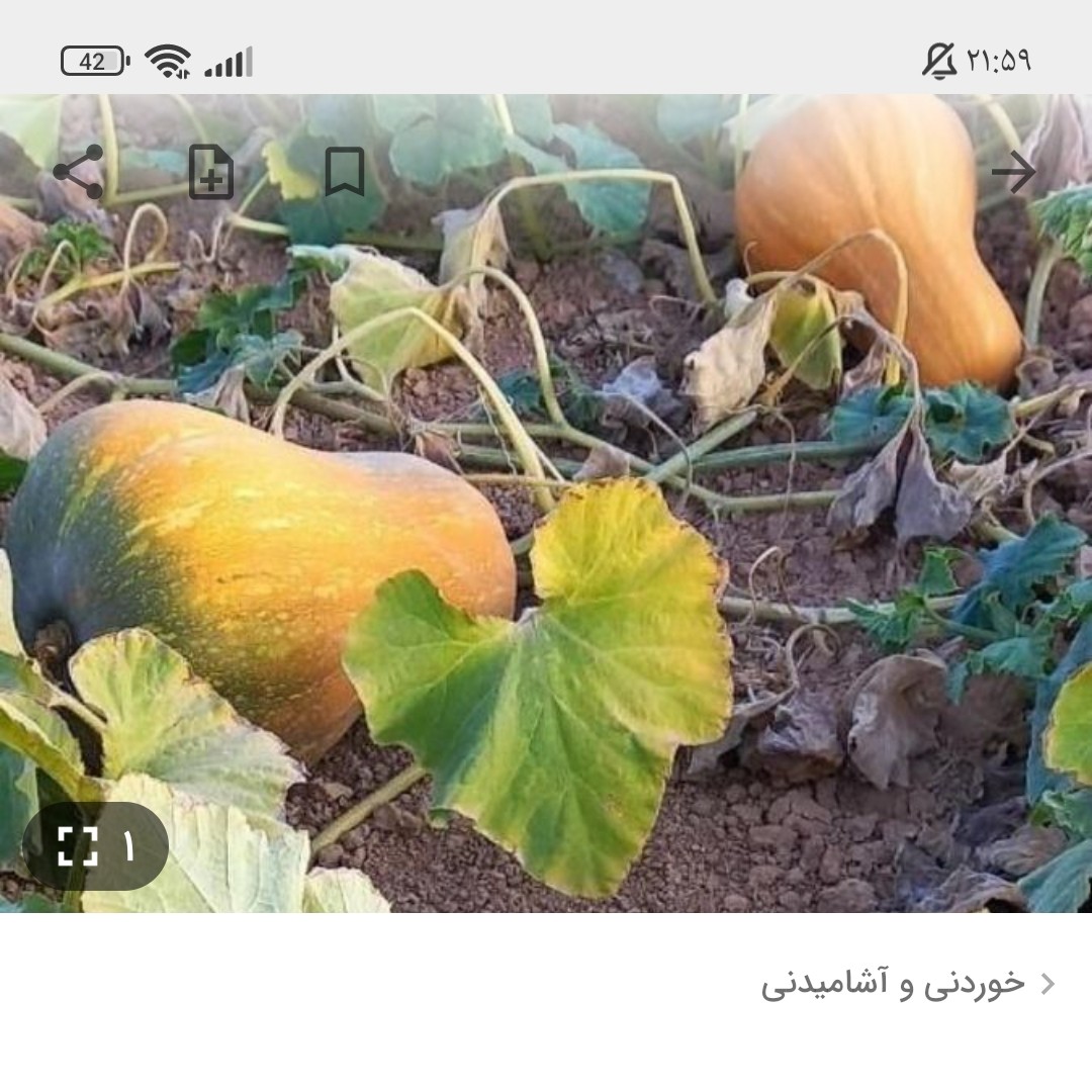 کدو بروجرد محصول 1402