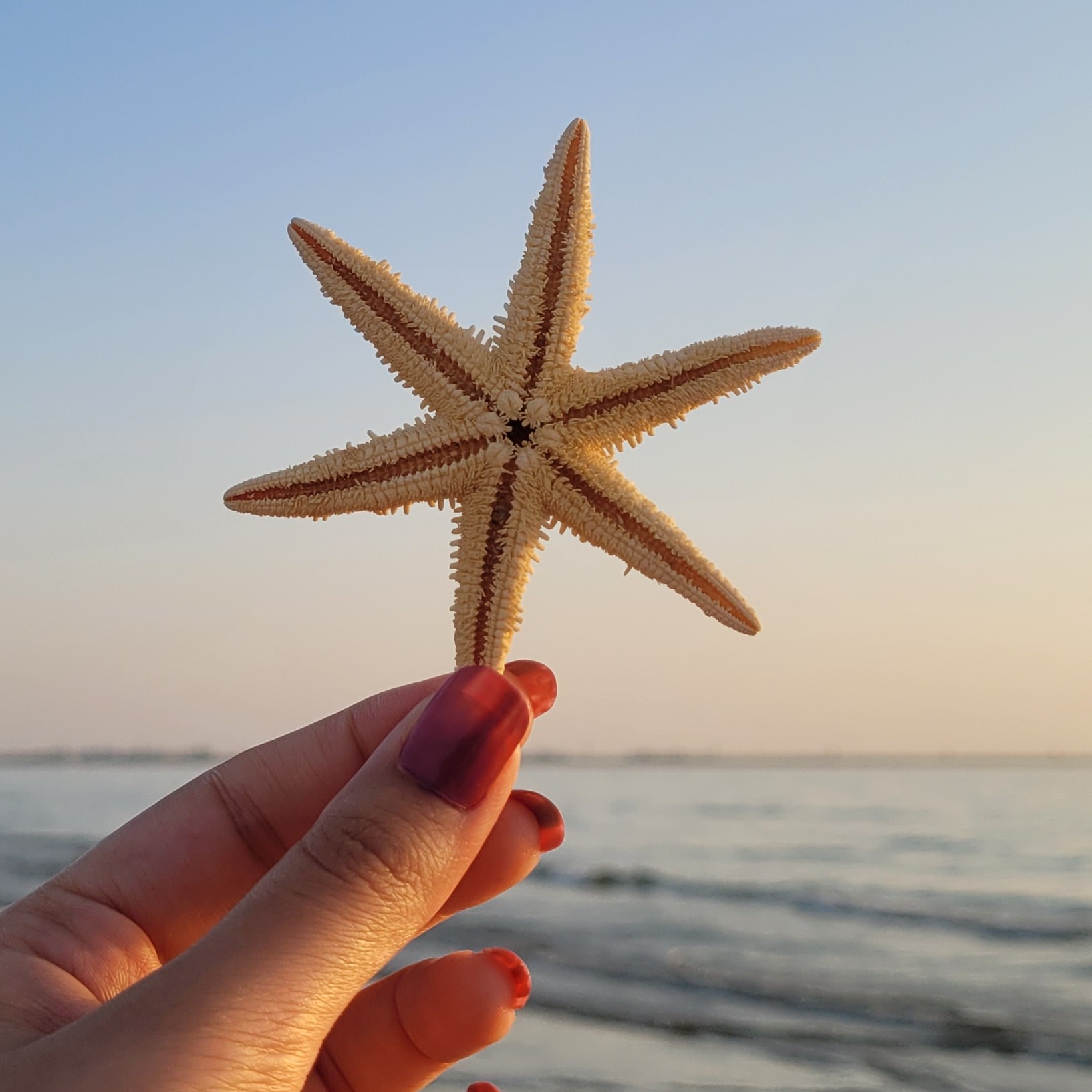 ستاره 6 پر (کمیاب)