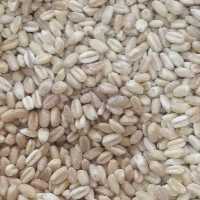 گندم پوست کنده 500 گرمی