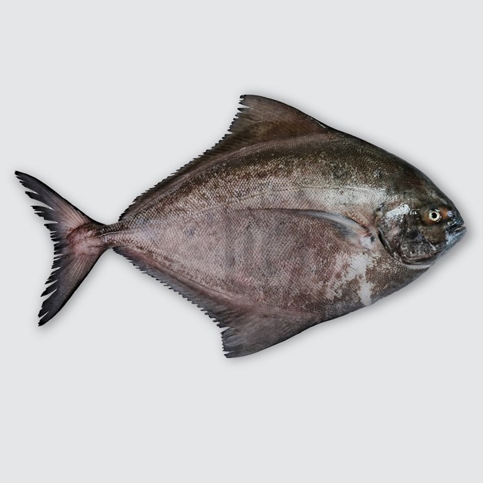 حلوا سیاه یک کیلویی