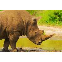 تابلو شاسی طرح دریاچه و گرگدن مدل T1962