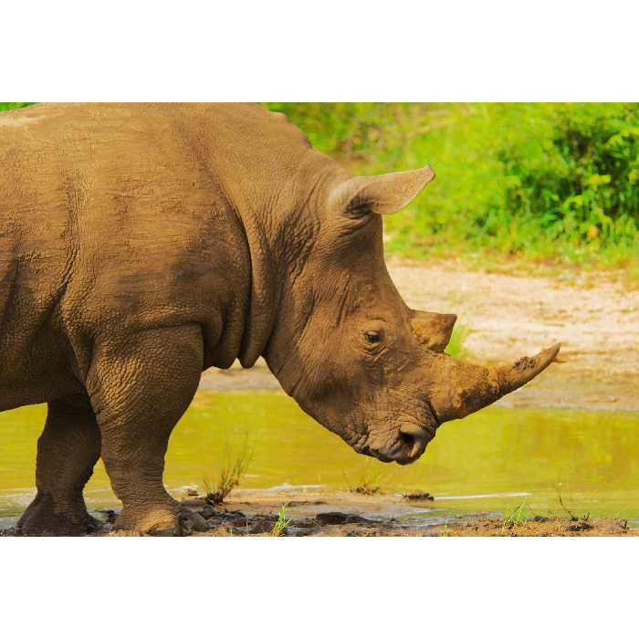 تابلو شاسی طرح دریاچه و گرگدن مدل T1962