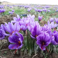 زعفران حاجی پور  دهکده سرخ قائنات  محصول ناب چرمه