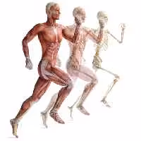 خرید و دانلود عکس Human Muscles Anatomy کد 25354 | پیک فاکس | Pic Fox