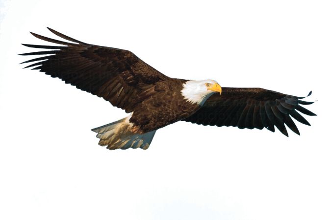 خرید و دانلود عکس Animals-Part-4 - کیفیت بالا | پیک فاکس | Pic Fox