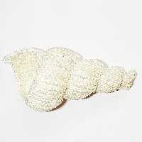 صدف بافتنی کد A2