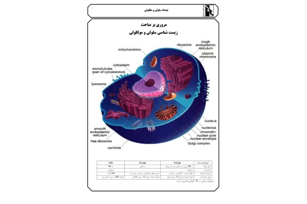 📝جزوه: زیست شناسی سلولی مولکولی - کتابخانه مجازی واتیکان