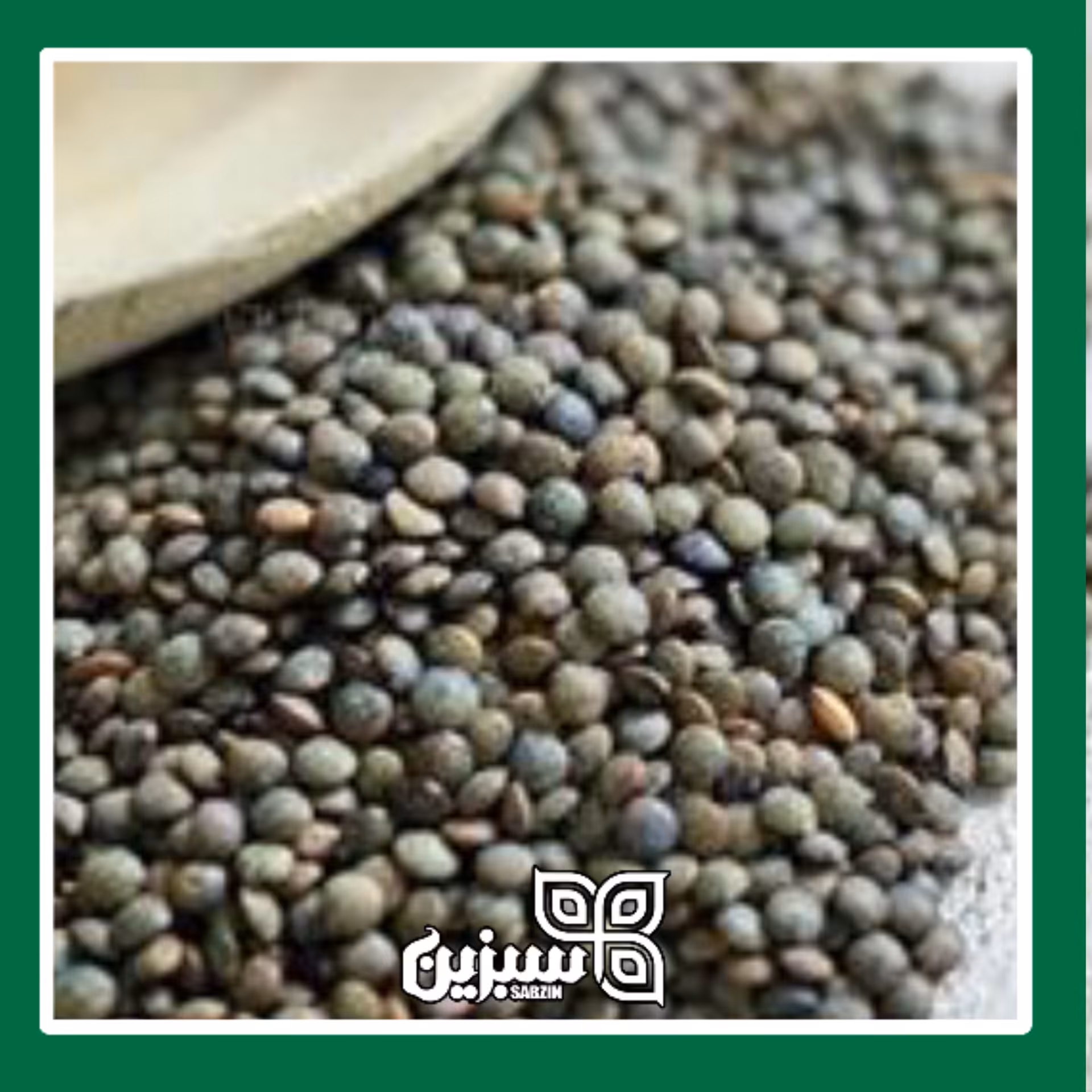 عدس کاشتنی با کیفیت بالا 300 گرمی
