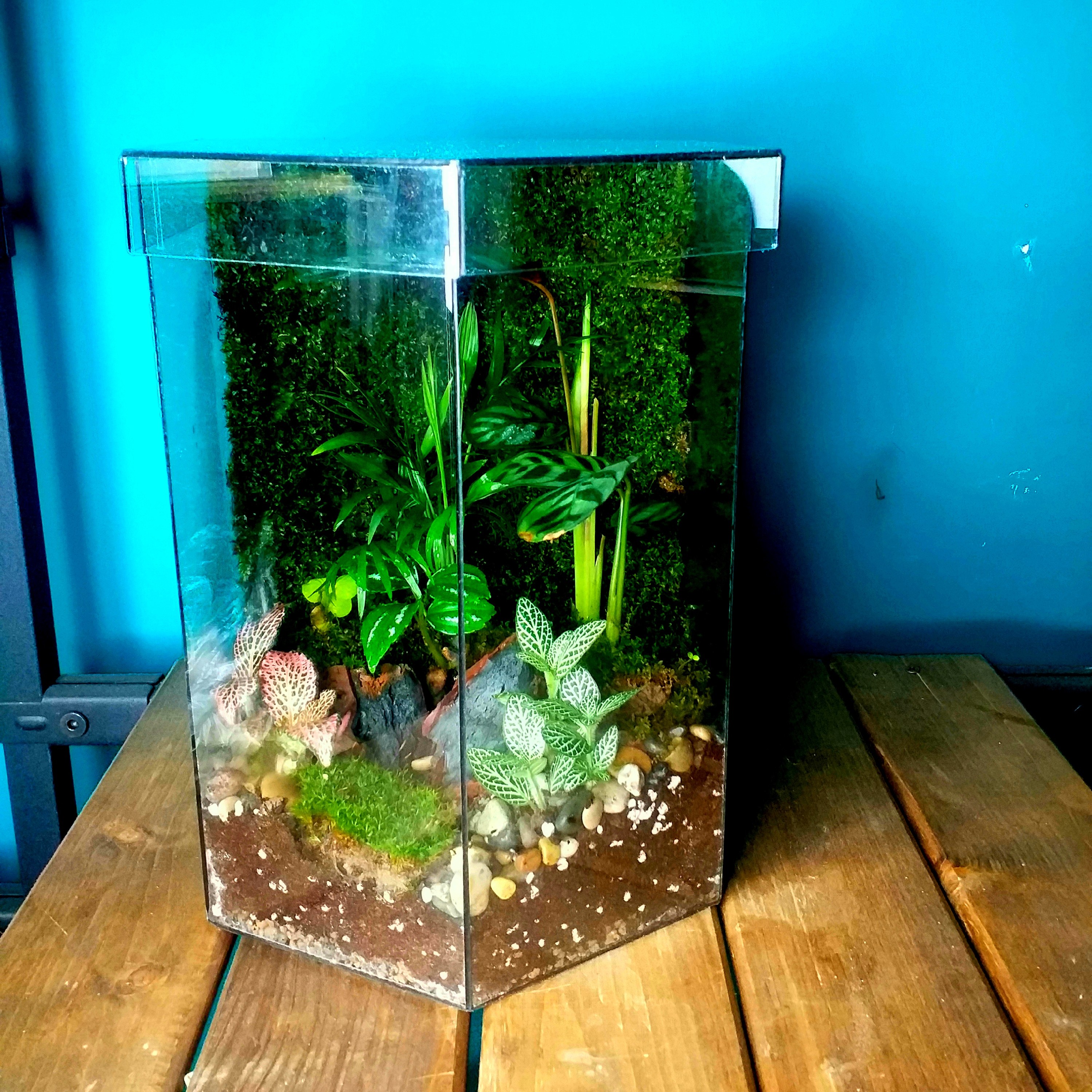 تراریوم موساریوم چندوجهی کد زیبا هدیه ای