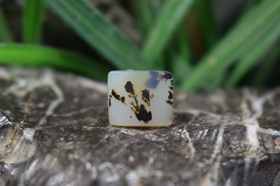 عقیق شجر برزیل