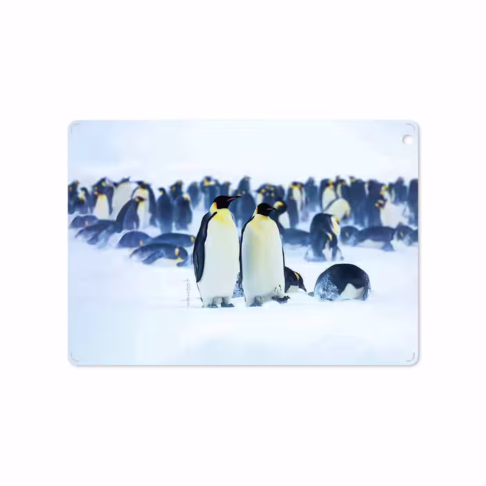 برچسب پوششی ماهوت مدل Penguin مناسب برای تبلت اپل iPad Air 2013 A1476