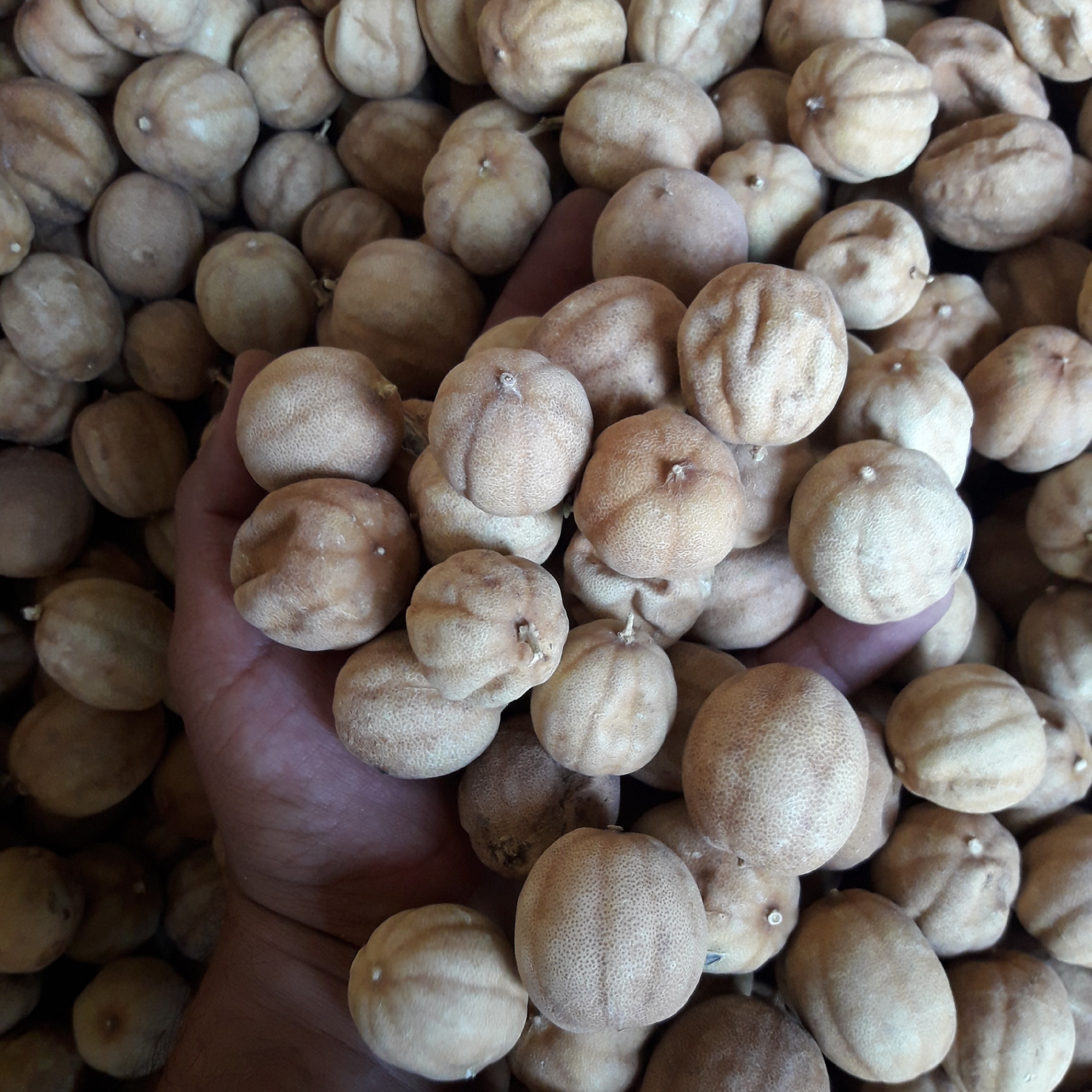 لیمو عمانی سبز خشک آفتابی درجه یک جهرم محصول تولید 1402