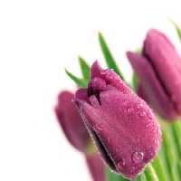 خرید و دانلود عکس IranBCS کد 28846 | پیک فاکس | Pic Fox