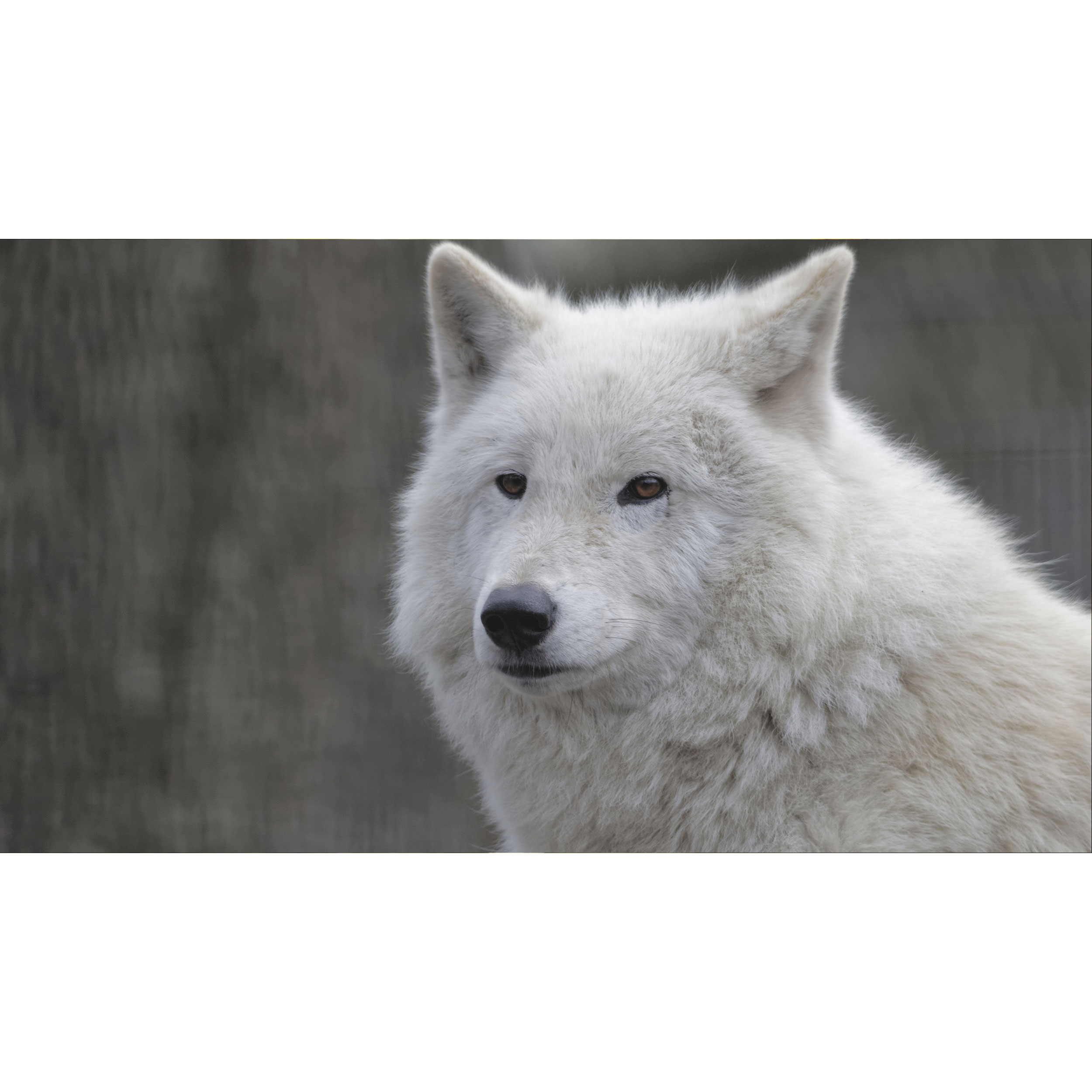 تابلو شاسی طرح گرگ مدل T7893