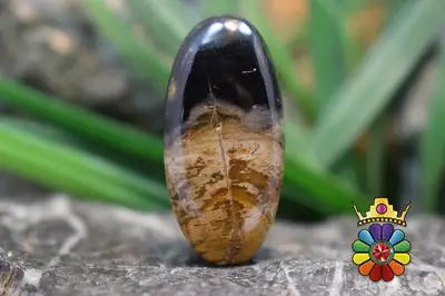 پلام وود جاسپر