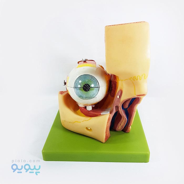 مولاژ آناتومی عضلات چشم