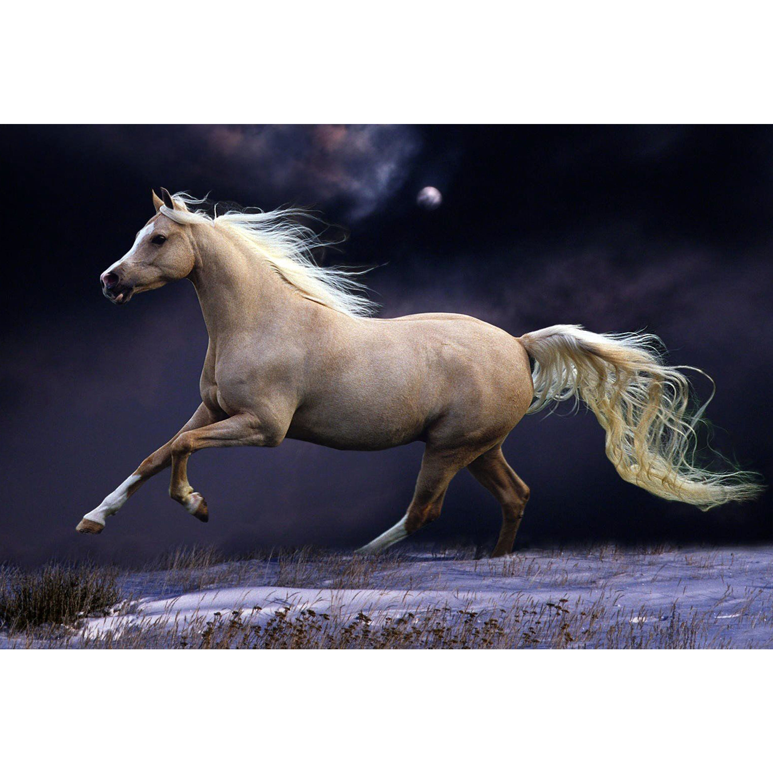 تابلو شاسی طرح حیوان اسب مدل T1337