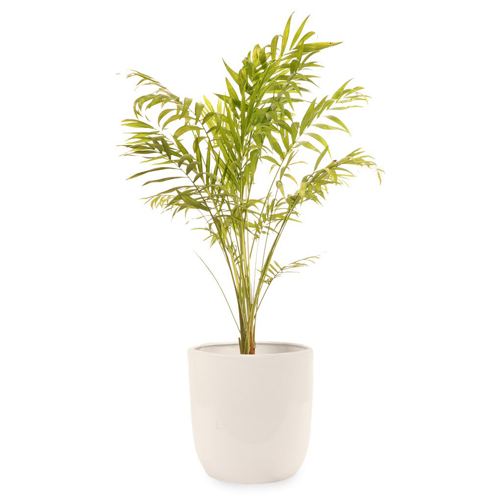 گیاه طبیعی اریکا گلیتال مدل GTL112