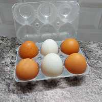 جاتخم مرغی 6عددی قالب یخ و قالب ژله خارجی