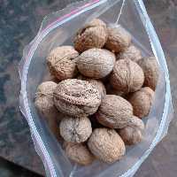 گردو اشکورات