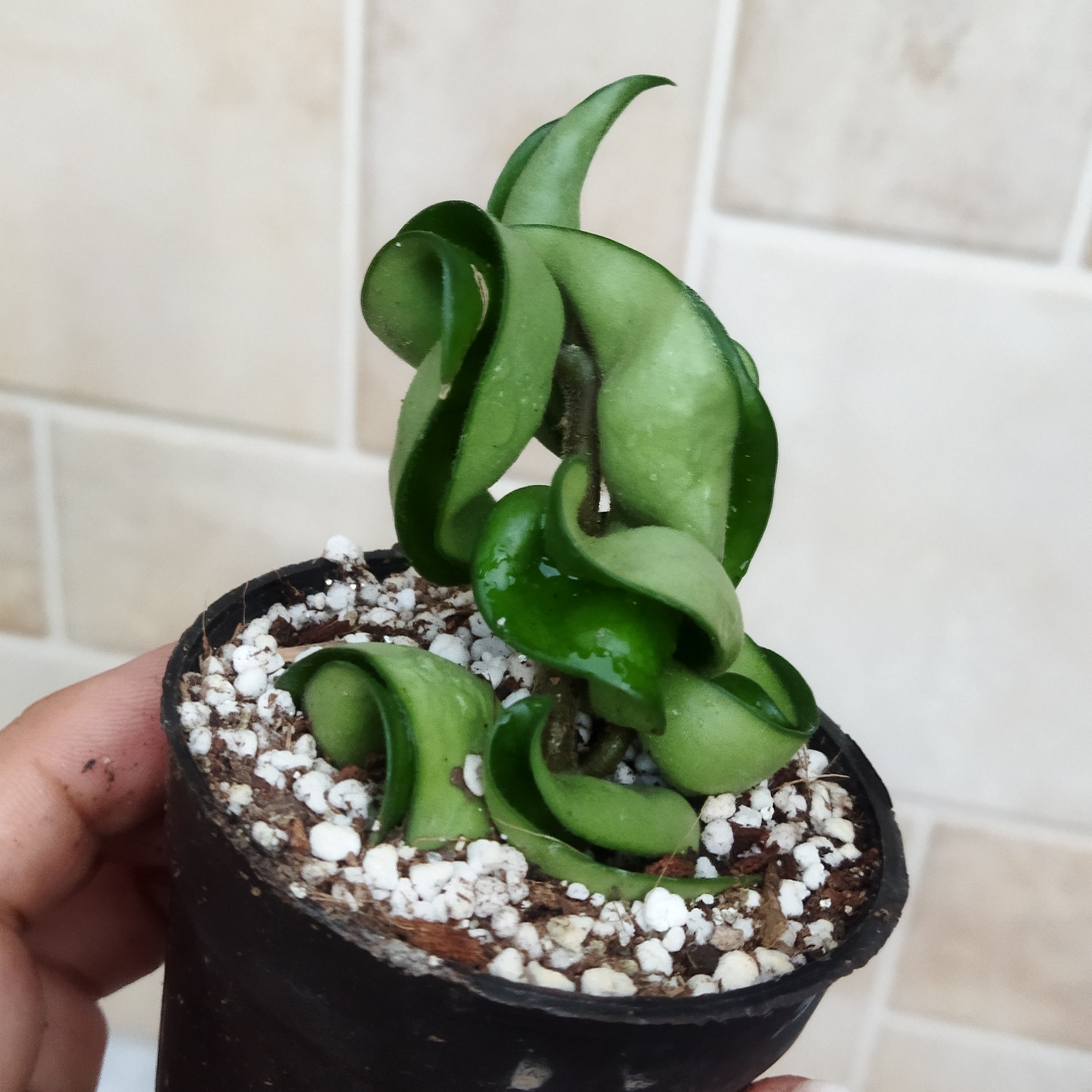 هویا فر سبز  در حال رشد (هزینه ارسال پسکرایه)