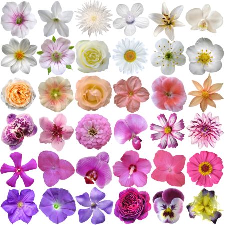خرید و دانلود عکس Flower-Part-5 کد 18061 | پیک فاکس | Pic Fox