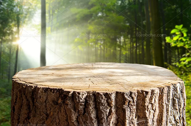 بک گراند تنه درخت با کیفیت | گرافیک با طعم تربچه