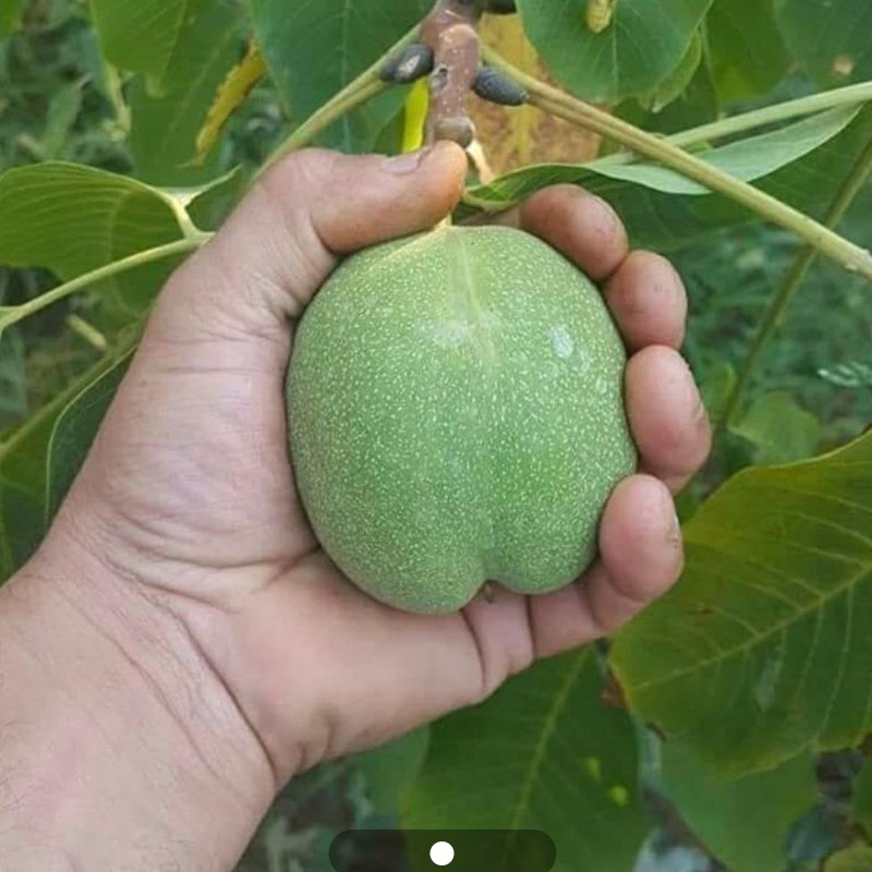 نهال گردو ژنوتیپ برتر