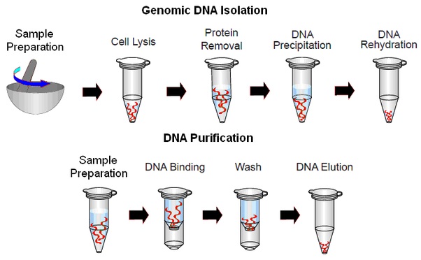 پاورپوینت روش های استخراج DNA از بدن